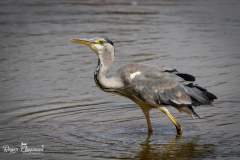 heron1-1-of-1