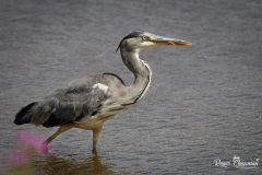 heron2-1-of-1