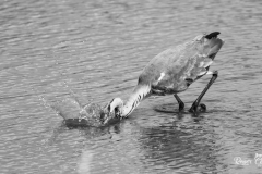 heron3-1-of-1