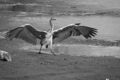 heron4-1-of-1