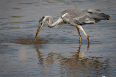 heron5-1-of-1
