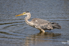 heron6-1-of-1