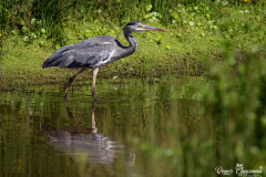 heron7-1-of-1