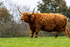 highland-cattle-2-of-11
