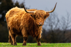 highland-cattle-7-of-11