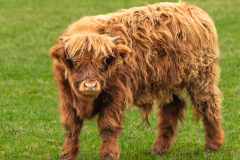 highland-cattle-9-of-11