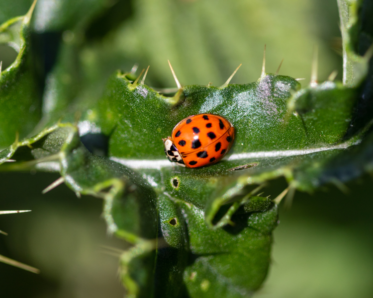 ladybird-1