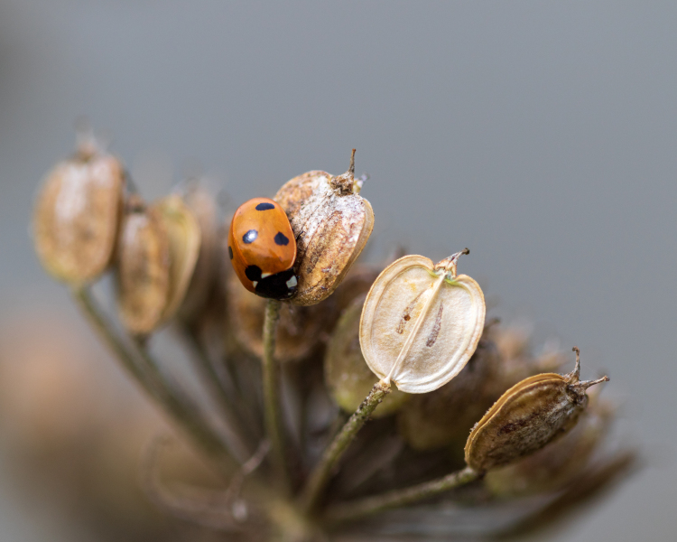 ladybird-2