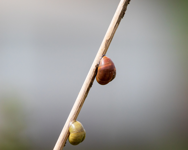 snails-4