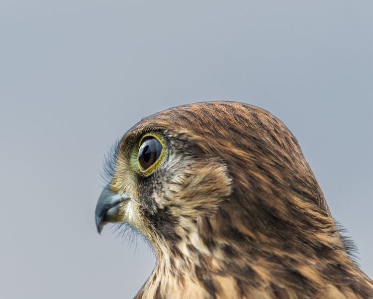 kestrel-18