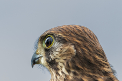 kestrel-18
