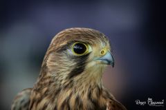 kestrel21-1-of-1