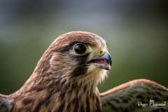 kestrel22-1-of-1