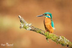 kingfisher perching on a mossy branch