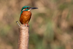 kingfisher perching on a post