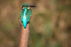 kingfisher perching on a post