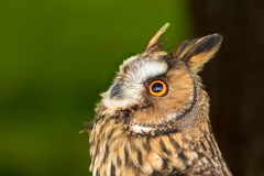 long eared owl looking up for threats in the sky
