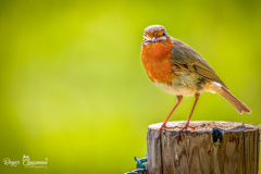 Robin perched on post with insect in its beak