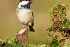 blackcap on tree branch