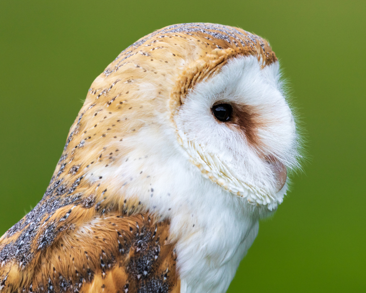 barn-owl-2
