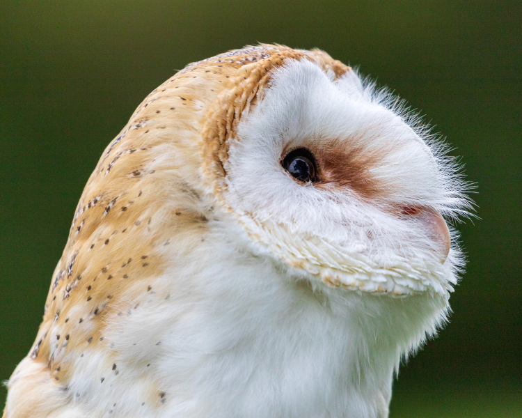 barn owl portrait