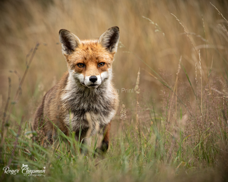 Fox