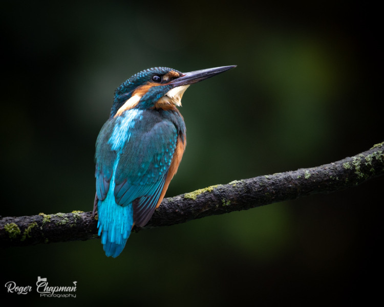 Juvenile Kingfisher