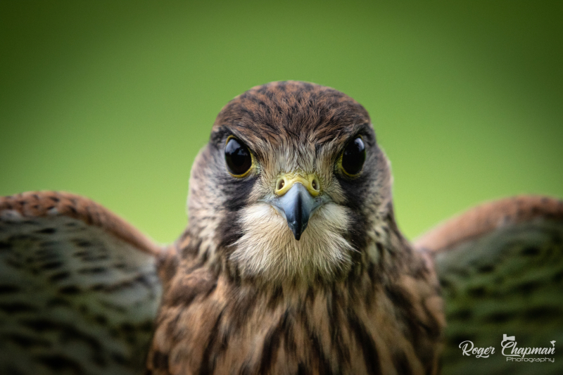 kestrel23-1-of-1
