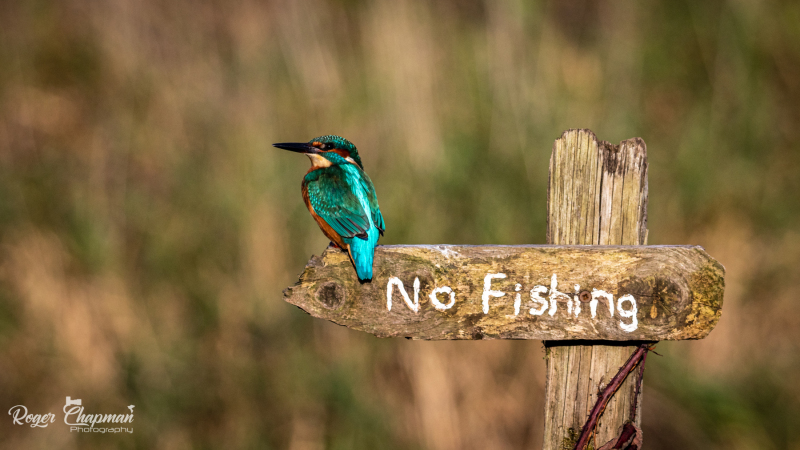 kingfisher perching on a no fishing sign