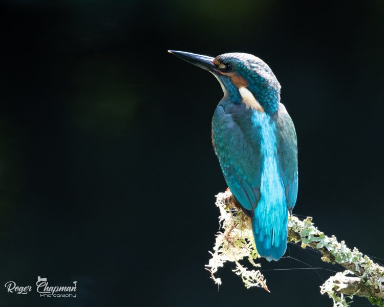 Juvenile Kingfisher perched on a branch