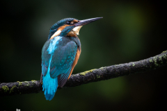 Juvenile Kingfisher