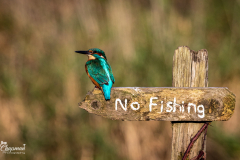 kingfisher perching on a no fishing sign