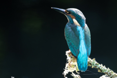 Juvenile Kingfisher perched on a branch