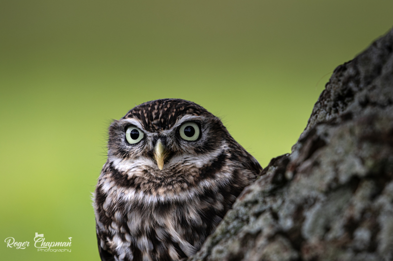 little-owl-1-of-10