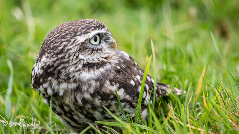 little-owl-10-of-10