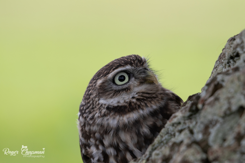 little-owl-2-of-10