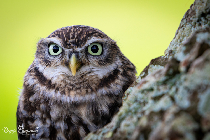 little-owl-3-of-10