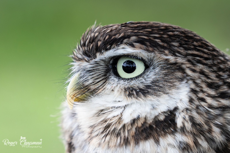 little-owl-4-of-10