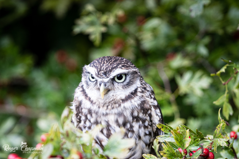 little-owl-6-of-10