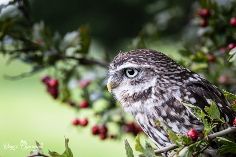 little-owl-7-of-10