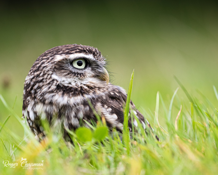 little-owl-8-of-10