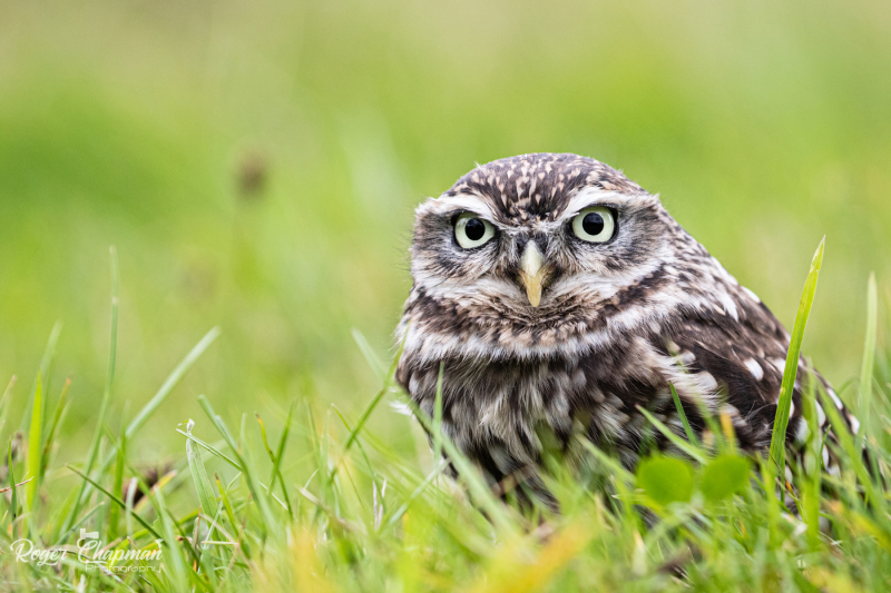 little-owl-9-of-10