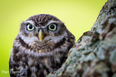 little-owl-3-of-10