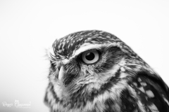 Little Owl