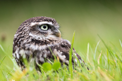little-owl-8-of-10