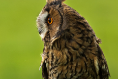 long-eared-owl-3