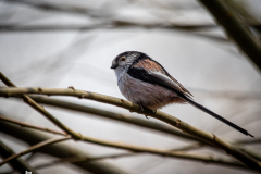 Long Tailed Tit