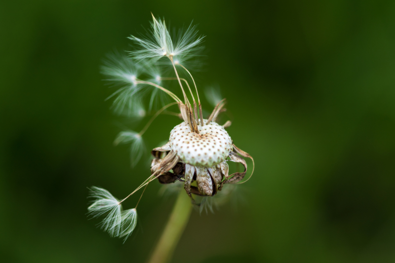 dandelion-3