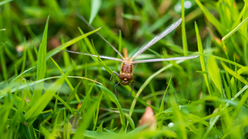 dragonfly-7
