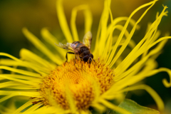 bee-4
